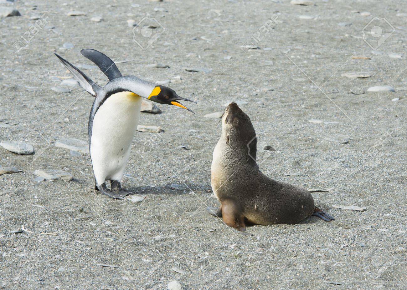 サウス ジョージア島のオットセイとキング ペンギンの戦いの写真