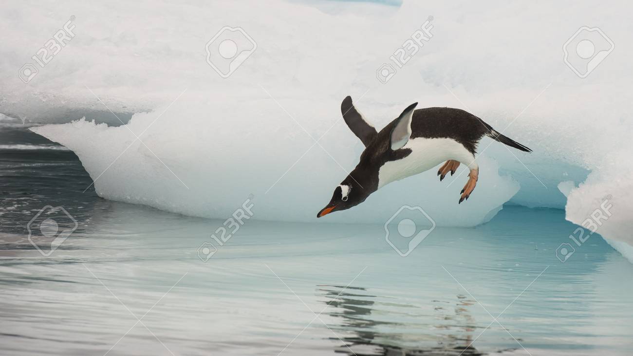 Gentoo Penguin jumping in the water from iceberg in Antarctica - 56089632 Gentoo Penguin jumping in the water from iceberg in Antarctica - 56089632