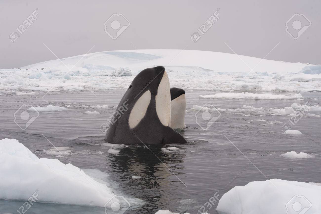 Two Killer whales spy hanting in Antarctica - 56089667 Two Killer whales spy hanting in Antarctica - 56089667