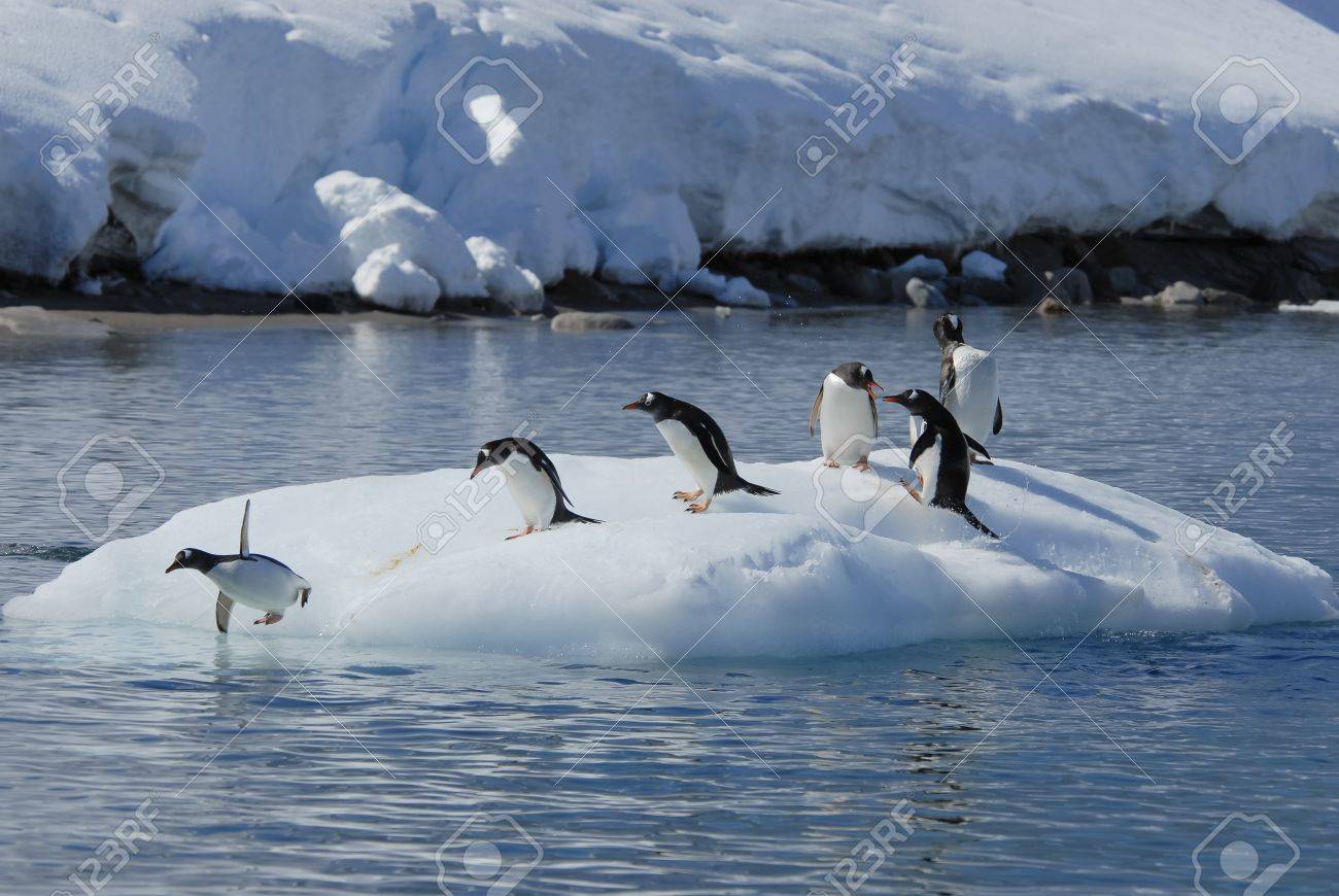 Gentoo Penguin playtime at your local iceberg, Antarctica - 56089689 Gentoo Penguin playtime at your local iceberg, Antarctica - 56089689