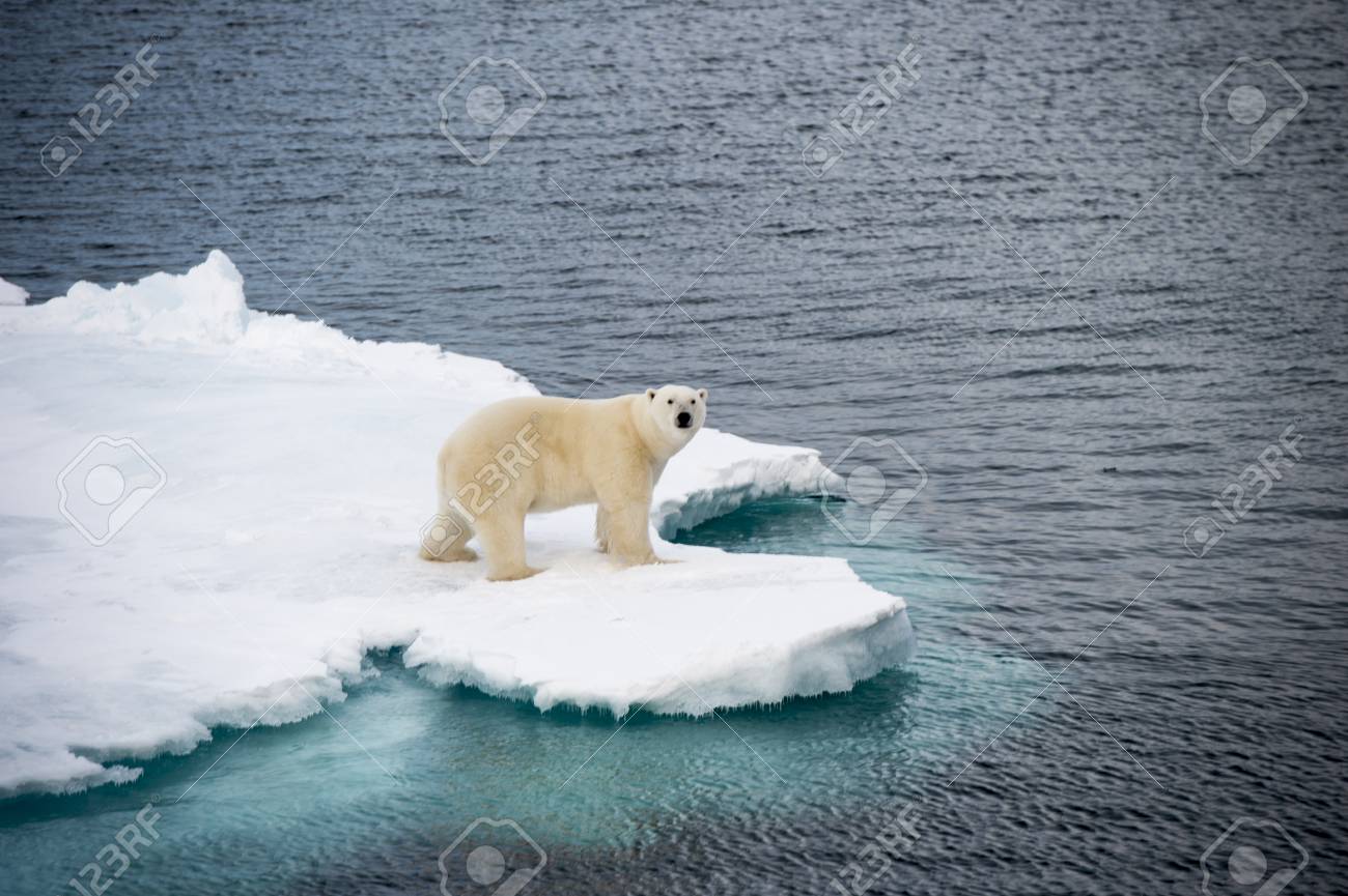 Polar bear walking on sea ice in the Arctic - 64966067 Polar bear walking on sea ice in the Arctic - 64966067
