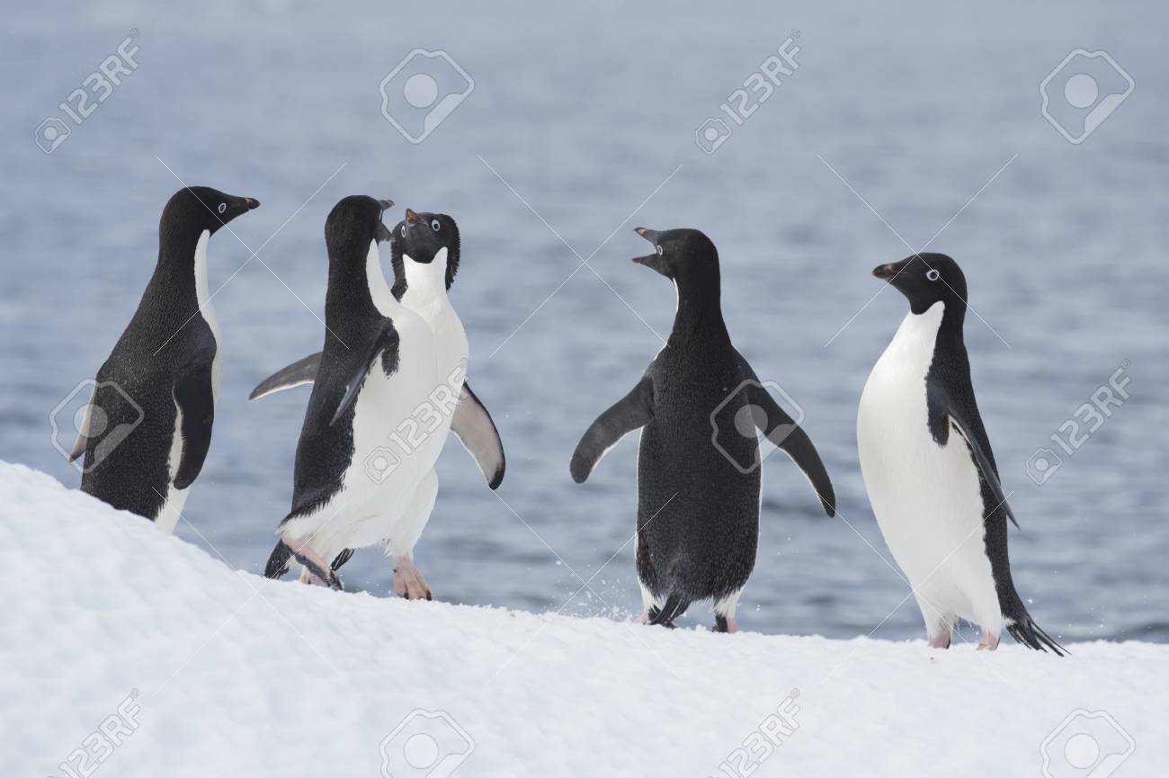 アデリー ペンギン ジャンプ の写真素材 画像素材 Image 7387