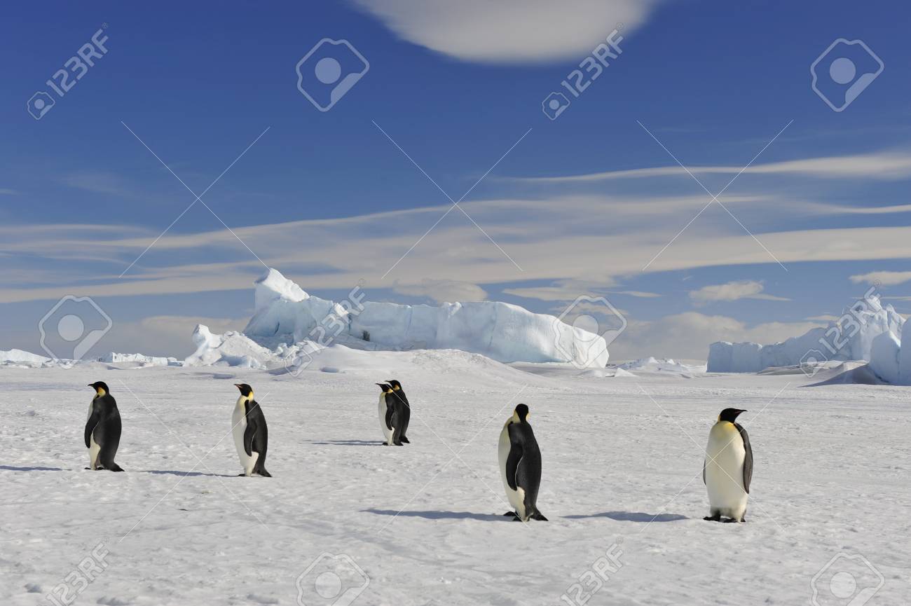 To the heart of nature travel to Antarctica. - 77955514 To the heart of nature travel to Antarctica. - 77955514