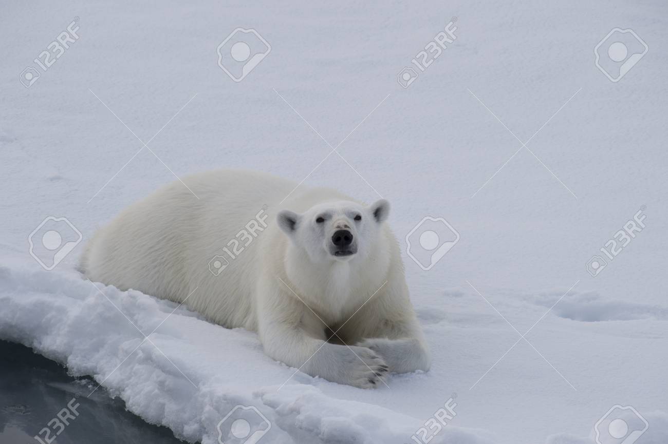 Polar bear lies on the ice in arctic landscape sniffing around. - 85247581 Polar bear lies on the ice in arctic landscape sniffing around. - 85247581