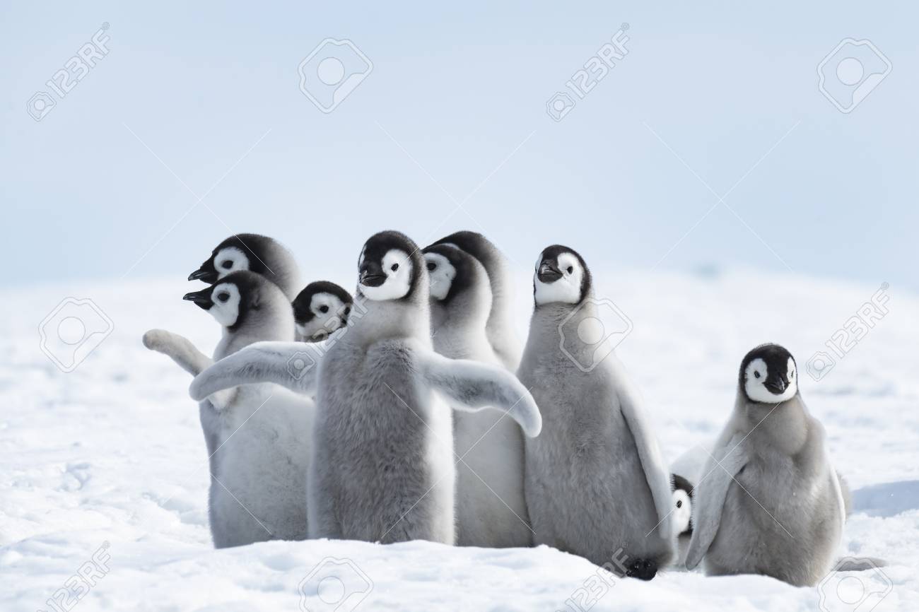Emperor Penguins chicks at Snow Hill Antarctica 2018 - 121117704 Emperor Penguins chicks at Snow Hill Antarctica 2018 - 121117704