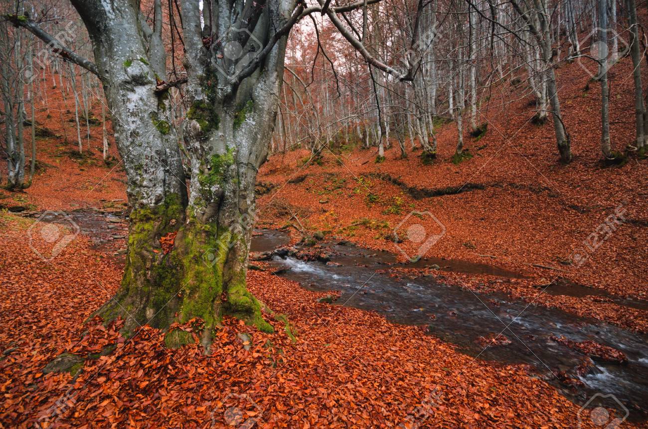 Forest Landscape. Autumn Beech Forest With A Lot Of Fallen Red Foliage And  Light Tree Trunks.The Beech Grove, Strewn With Fallen Red Leaves And A Fast  Cold Stream.Large Beech On The Bank, image size:1300x861