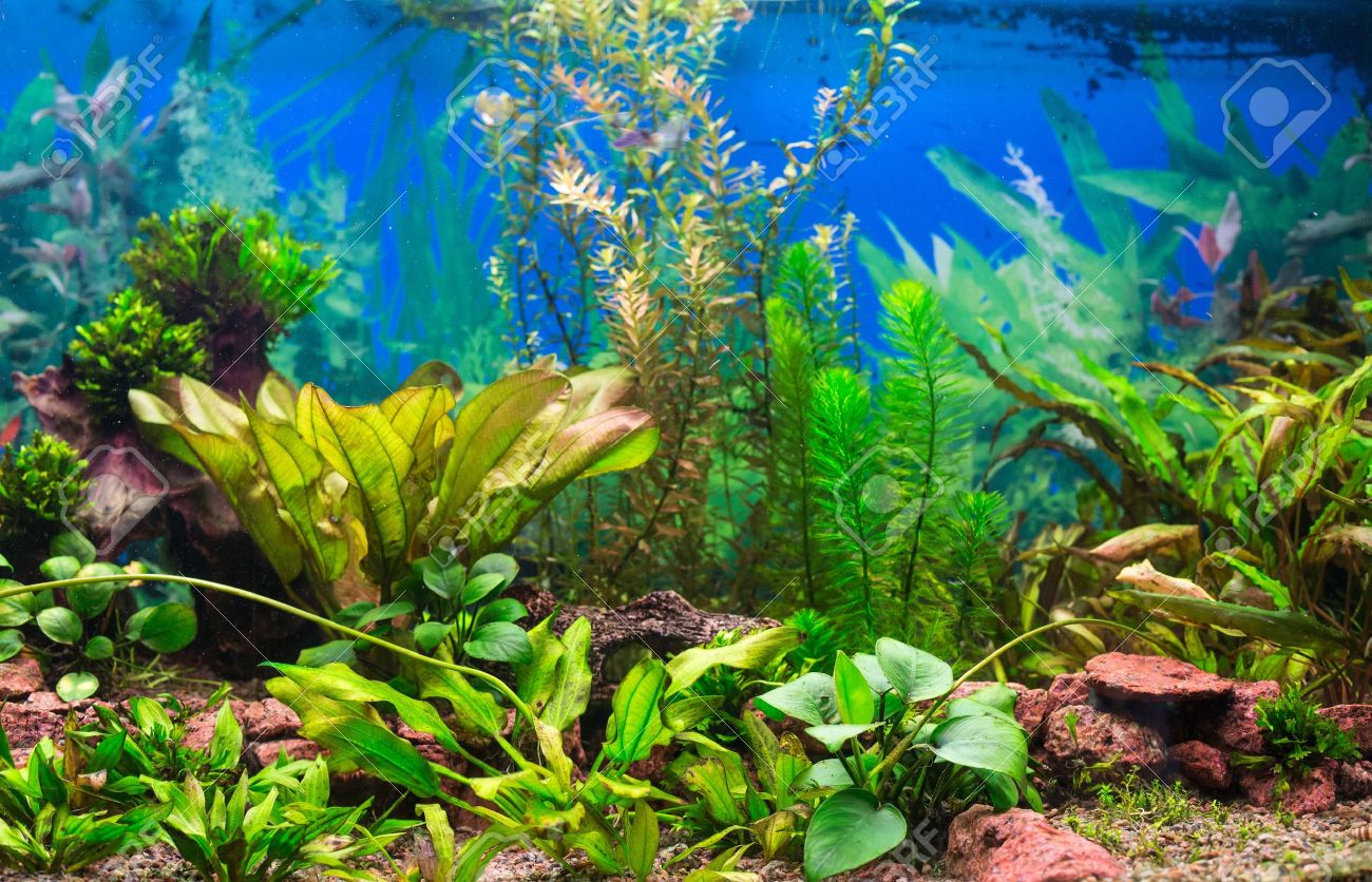 Aquarium With Fish And Seaweed (focus On Two Leaves At Stock Photo, Picture  And Royalty Free Image