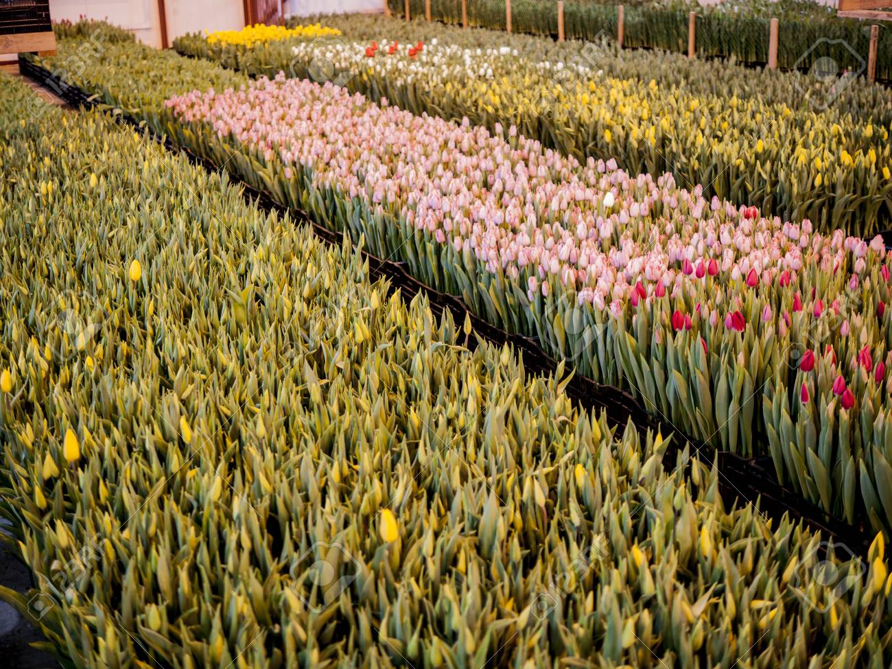 ピンクのチューリップの花 3 月 8 日 国際女性の日 誕生日 バレンタインデーや母の日 の写真素材 画像素材 Image
