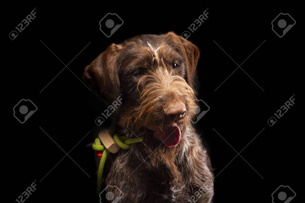 german wirehaired terrier