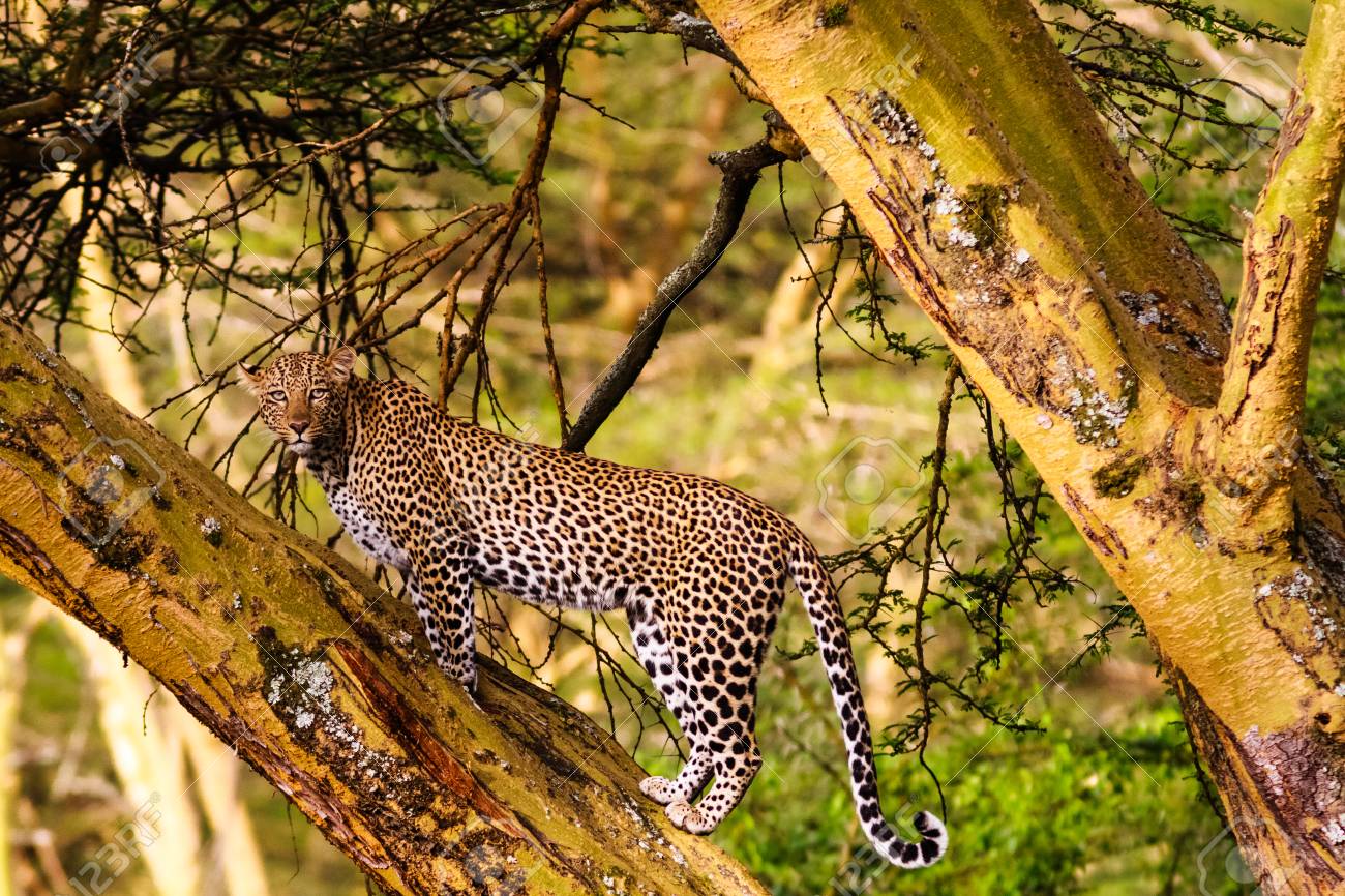 木の上のヒョウ アフリカ ケニア ビュー の写真素材 画像素材 Image 木の上のヒョウ アフリカ ケニア ビュー の写真素材 画像素材 Image