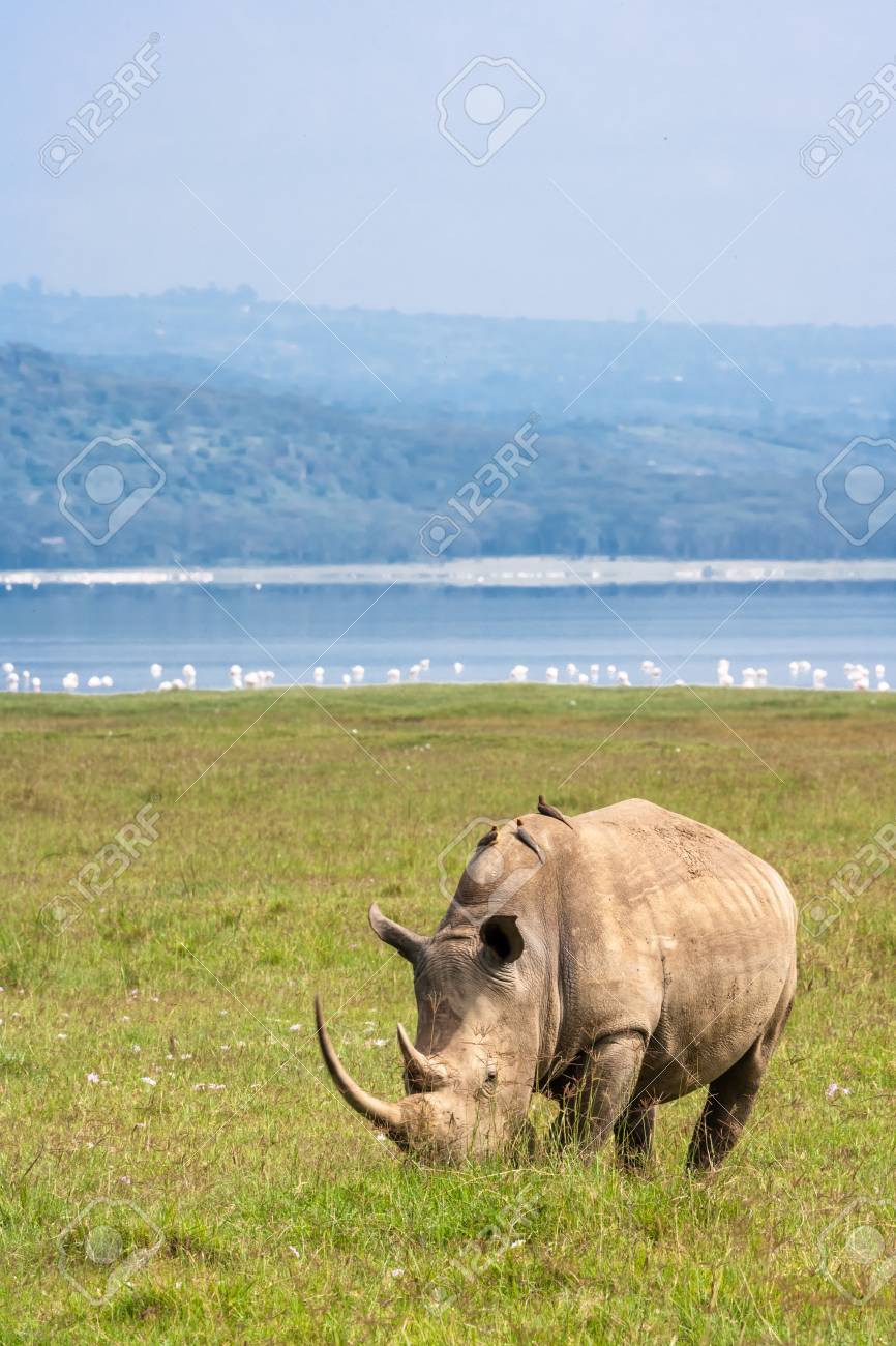Portrat Des Weissen Nashorns Auf Nakuru See Nashorn Im Hintergrund Von Flamingos Kenia Afrika Lizenzfreie Fotos Bilder Und Stock Fotografie Image 97003021