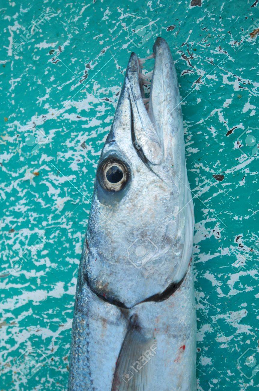 Picture Of A Fish Called Baracuda Stock Photo Picture And Royalty Free Image Image