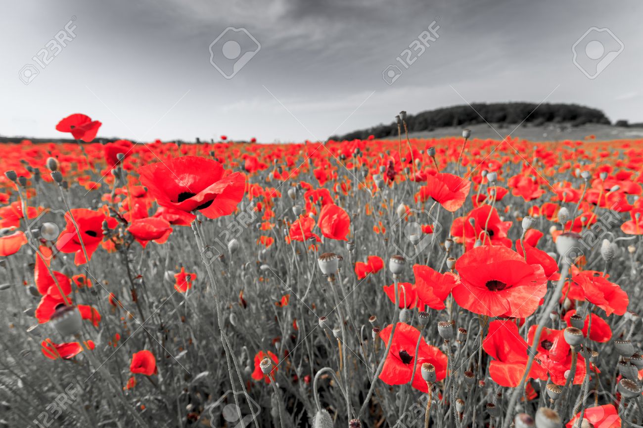 Image Noir Et Blanc Un Pre Avec Fond Rouge Coquelicots Banque D Images Et Photos Libres De Droits Image