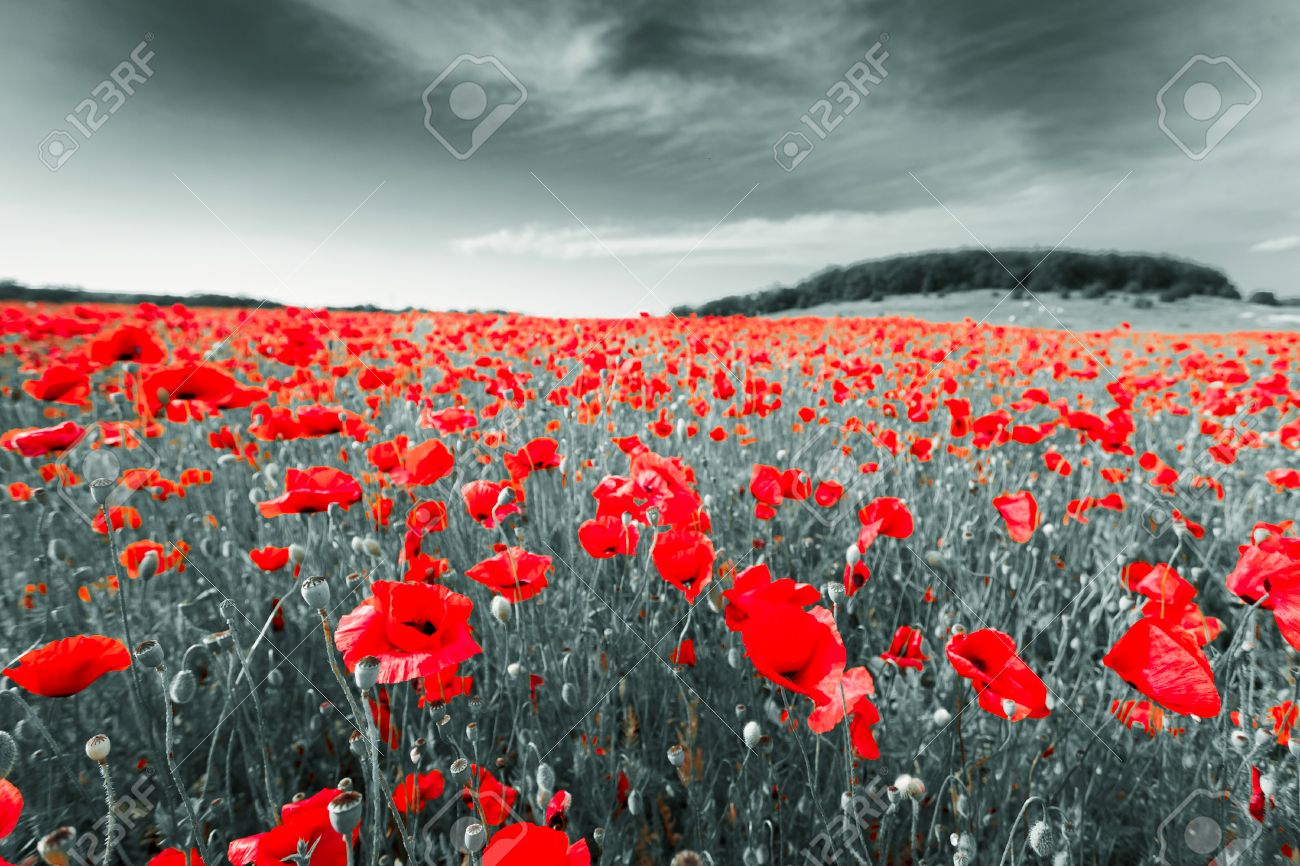 Image En Noir Et Blanc D Une Prairie Avec Des Coquelicots Rouges Crimee Russie Ukraine Banque D Images Et Photos Libres De Droits Image