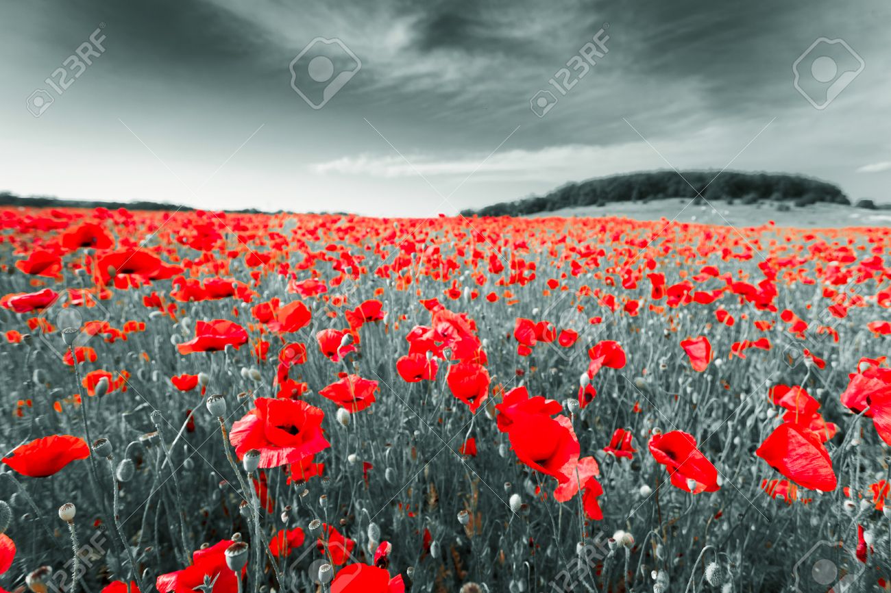 Image En Noir Et Blanc D Une Prairie Avec Des Coquelicots Rouges Crimee Russie Ukraine Banque D Images Et Photos Libres De Droits Image