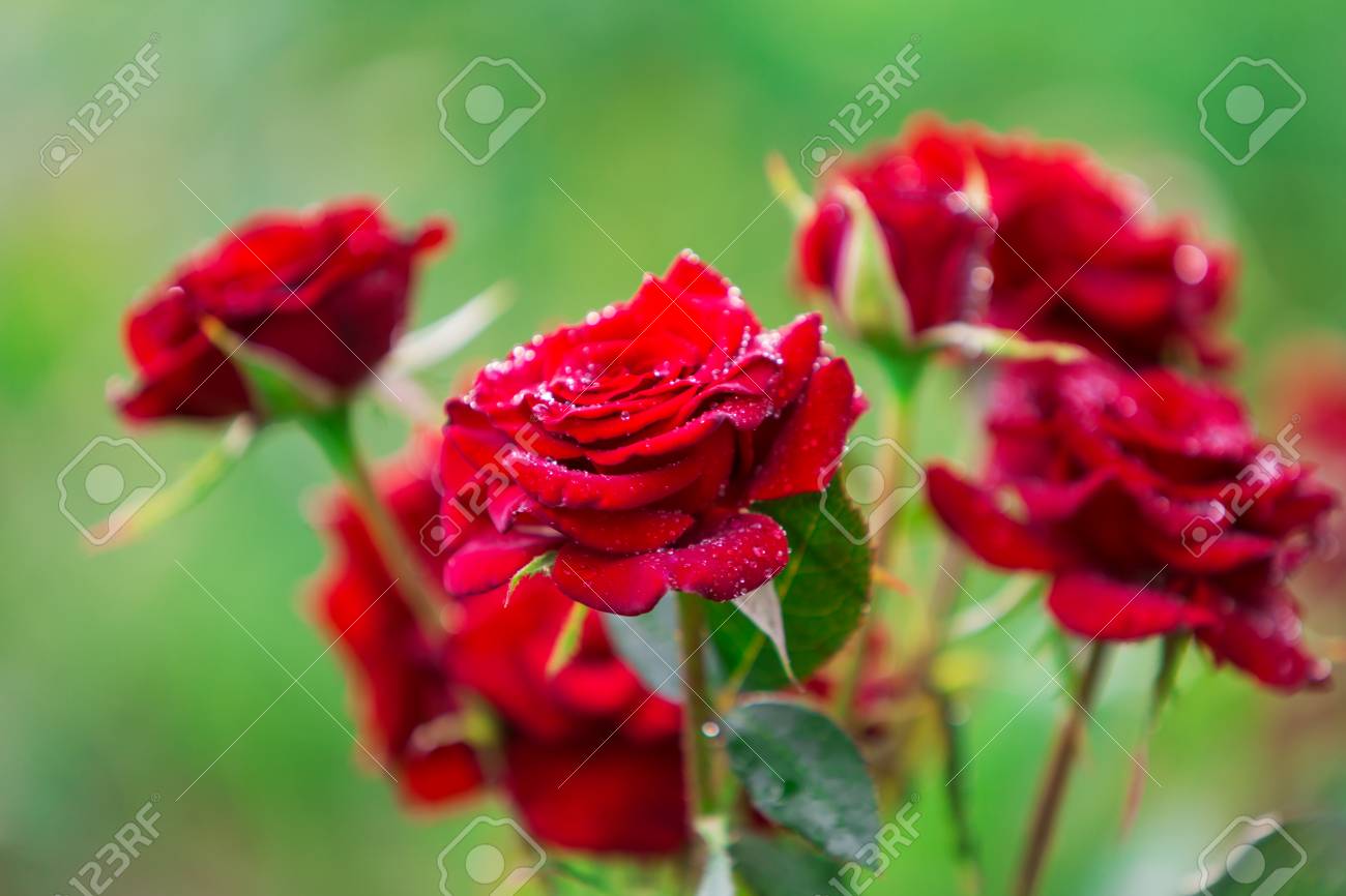gorgeous red rose flowers with rain drops on amazing floral dà cor