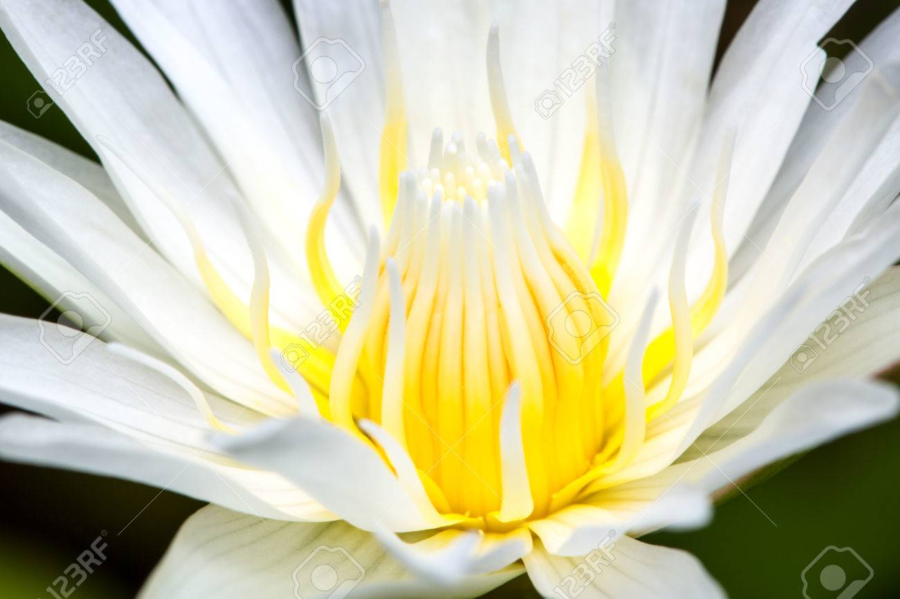 蓮の花の雄しべをぼやけています すぐ 背景や壁紙 柔らかさ の写真素材 画像素材 Image