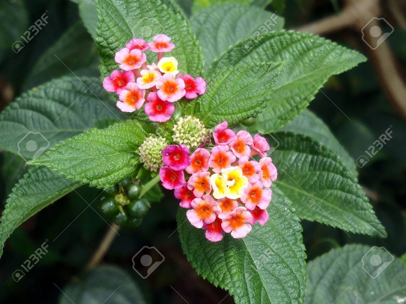 ベトナムの熱帯植物の花 の写真素材 画像素材 Image