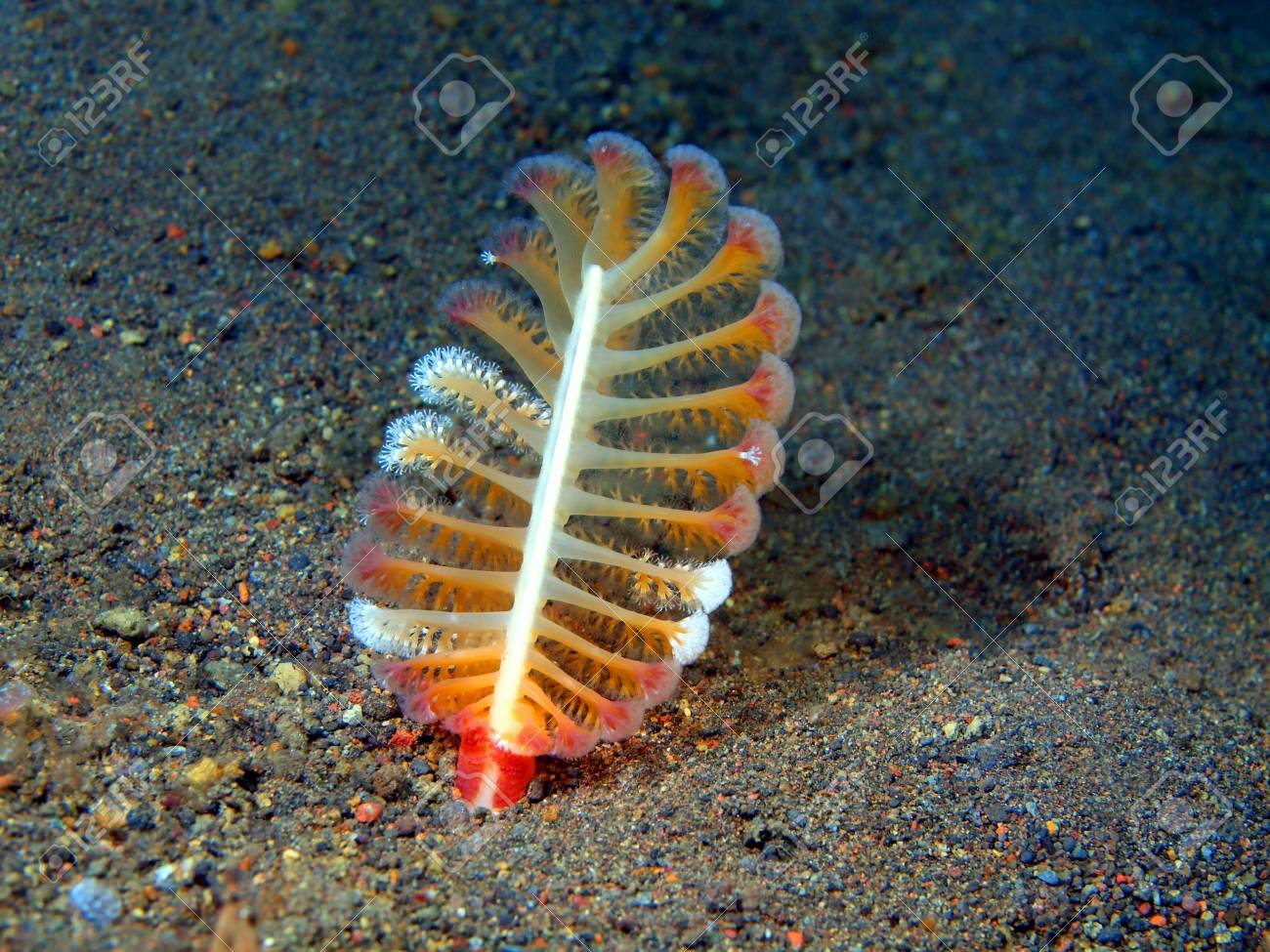 Sea Pen, Island Bali, Tulamben Stock Photo, Picture And Royalty Free Image. Image 33337472. Sea Pen, Island Bali, Tulamben Stock Photo, Picture And Royalty Free Image. Image 33337472.