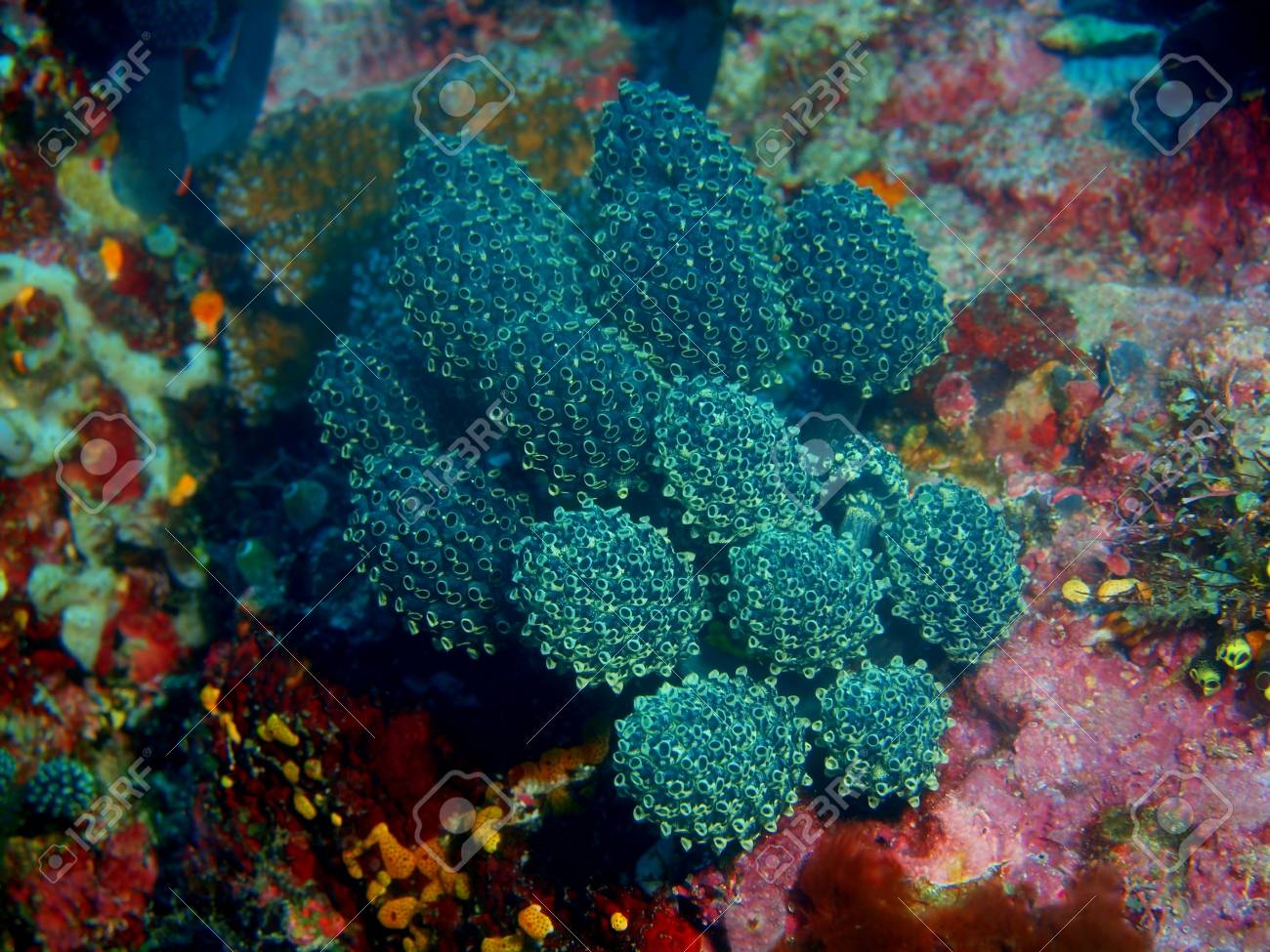 sea squirts