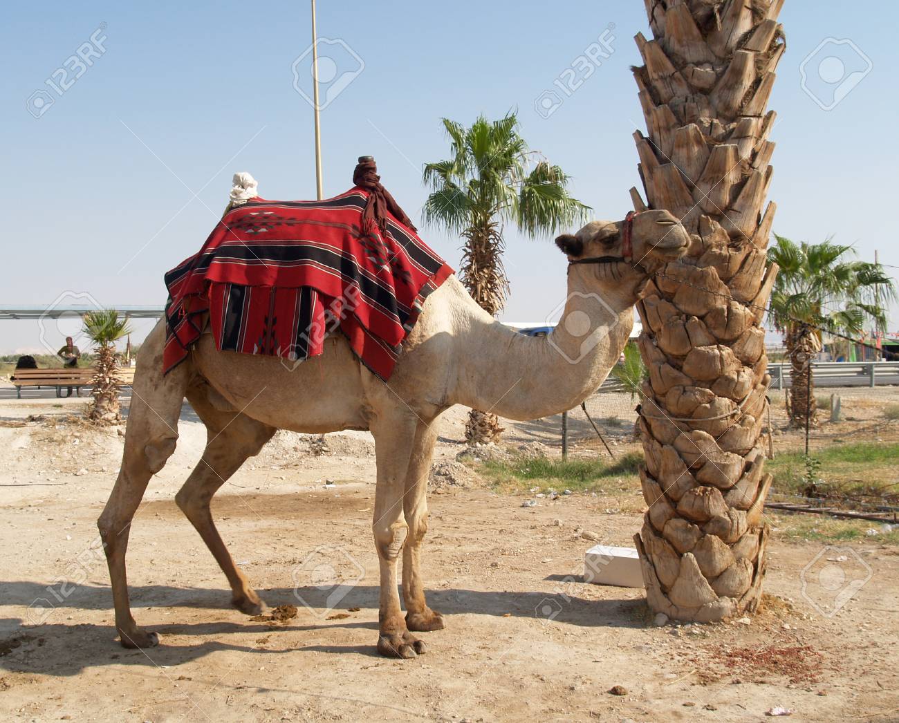 イスラエルのラクダの観光客を駆動するための体の布でヒトコブラクダ の写真素材 画像素材 Image 24237070