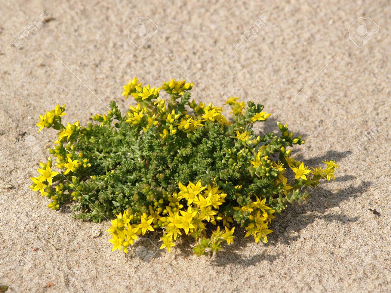 セダム苛性ソーダ オウシュウマンネングサ L 砂がだん の写真素材 画像素材 Image