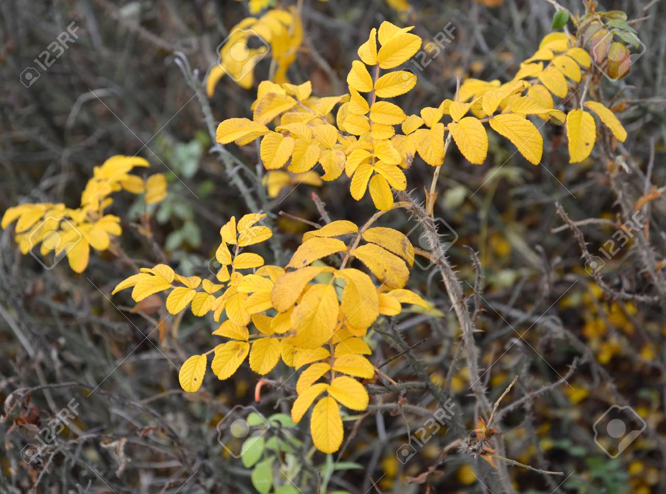 バラしわ Dogrose しわ ローザルゴサ 秋の黄色の葉します の写真素材 画像素材 Image