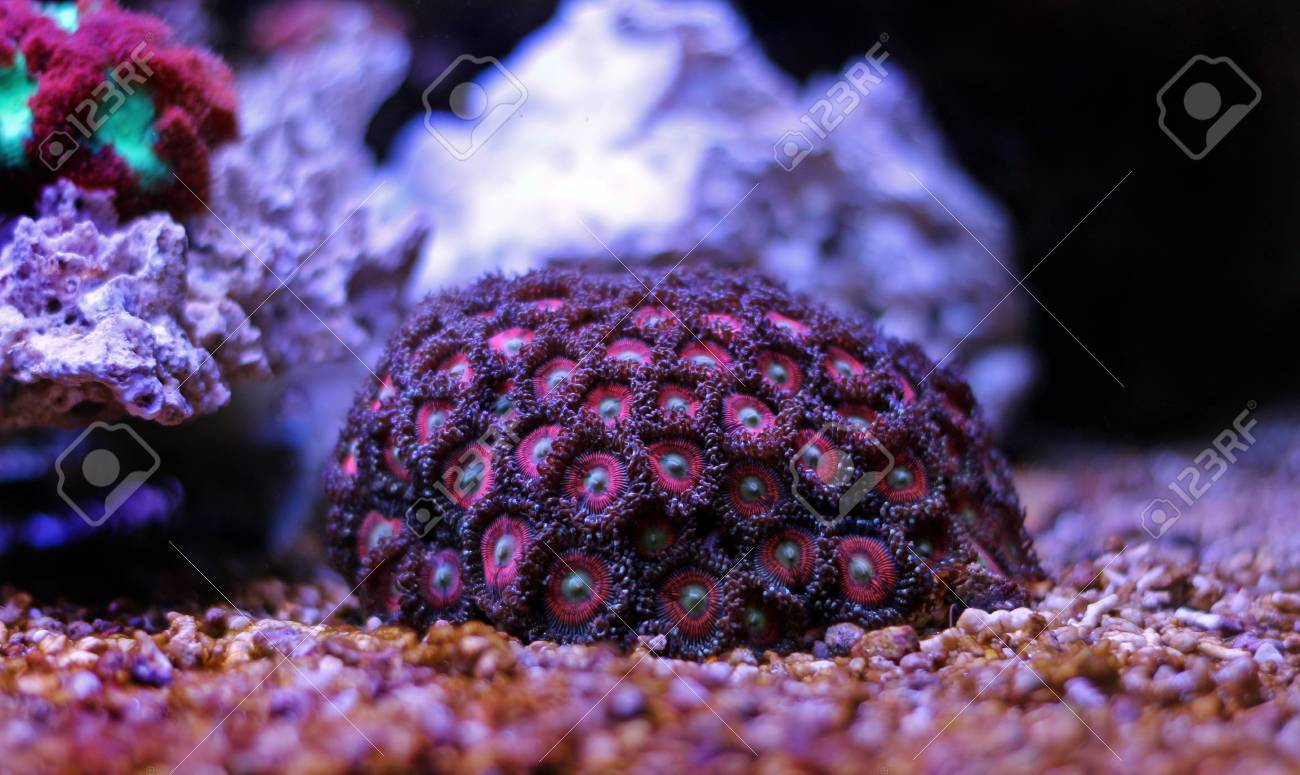 pink ball zoa colony
