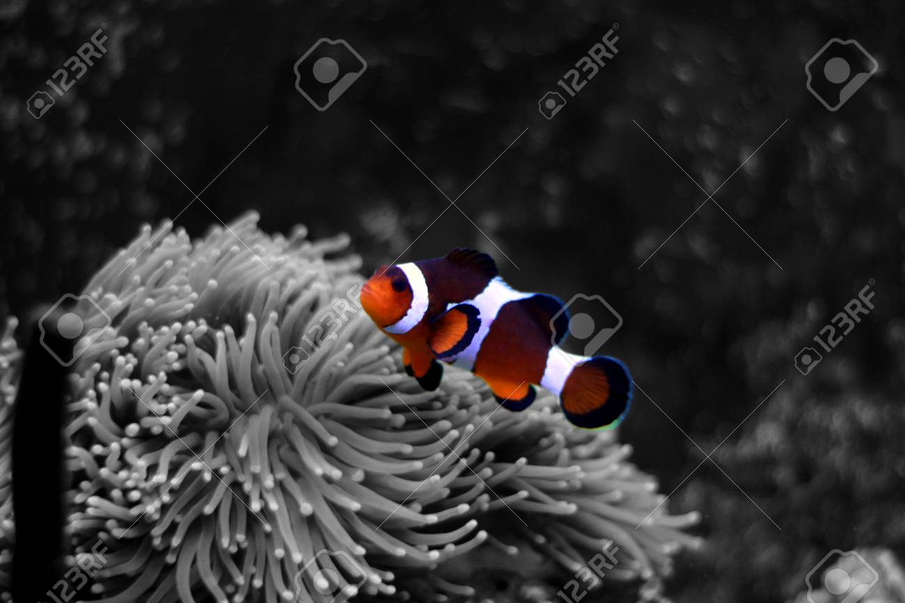 cheap saltwater fish