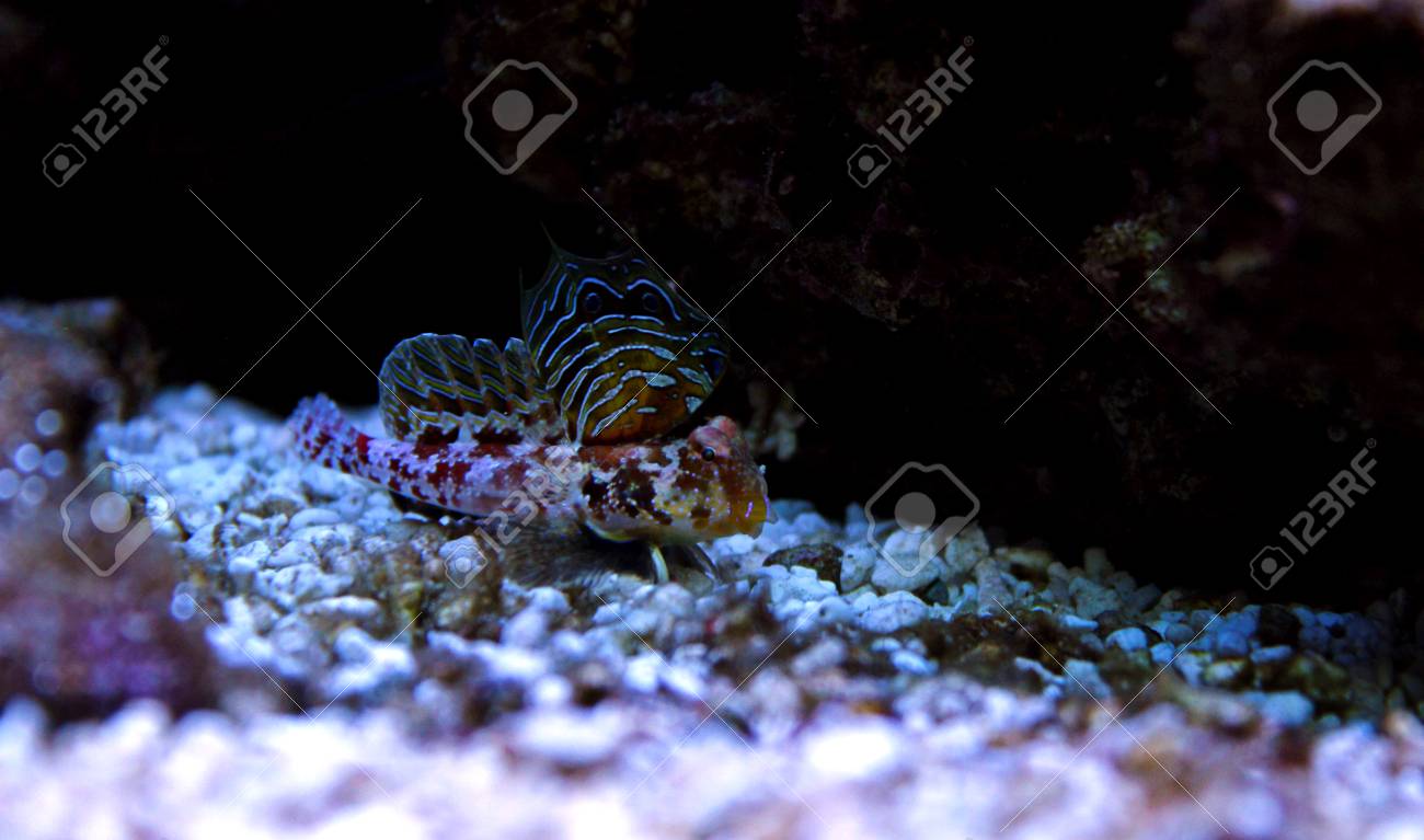 dragonette fish www