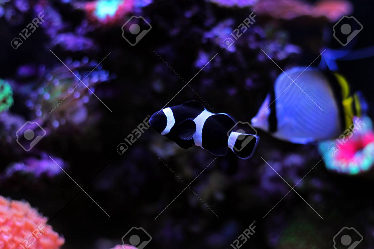 black ocellaris clownfish in aquarium stock photo picture and