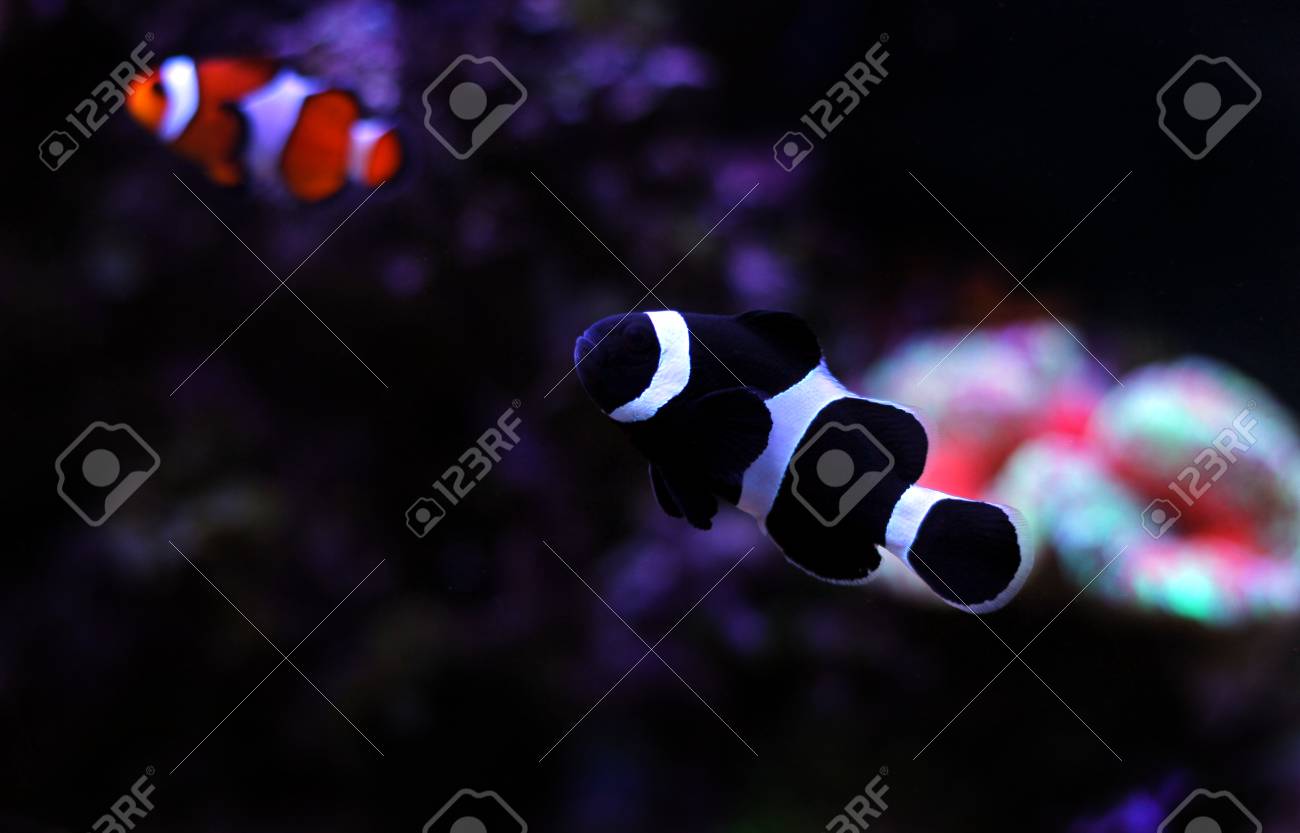 black ocellaris clownfish in aquarium stock photo picture and