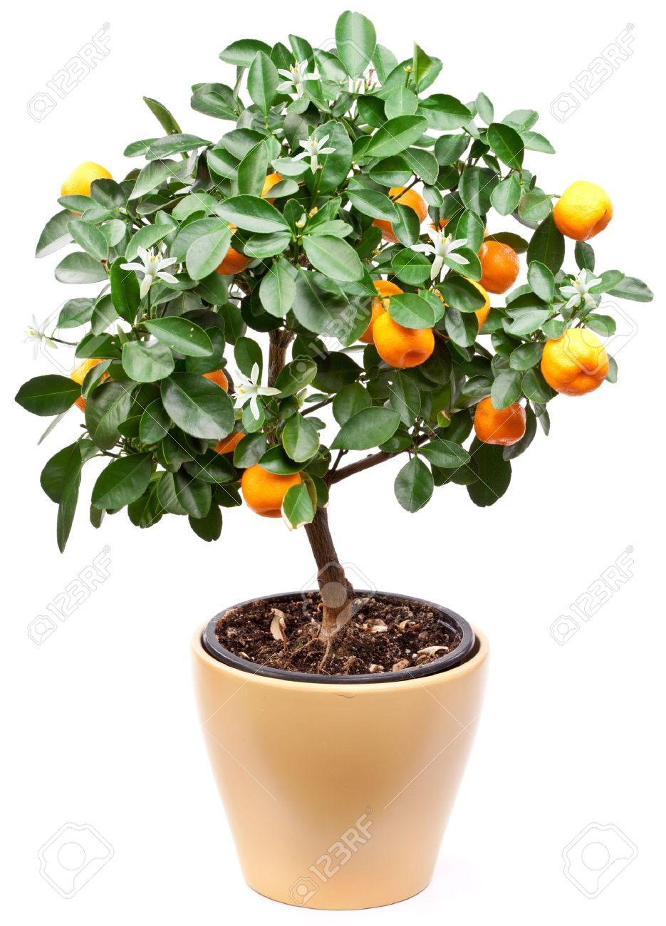Small Tangerines Tree On White Background Stock Photo Picture And Royalty Free Image Image