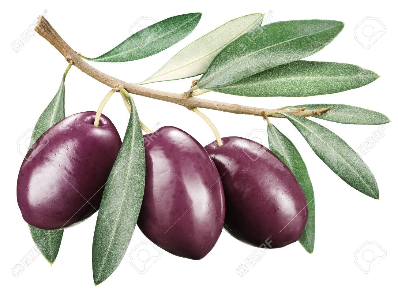 カラマタ オリーブ葉白い背景の上 の写真素材 画像素材 Image