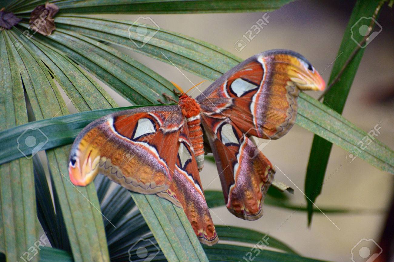 蛾のアトラス広がる翼 世界最大の蝶 の写真素材 画像素材 Image