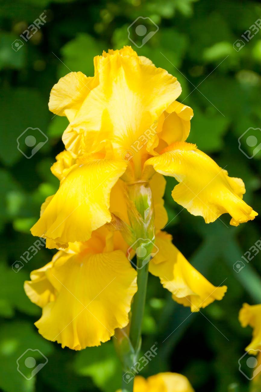 Flor Amarilla Iris Florece En Un Jardín De Primavera Enfoque Selectivo Fotos, Retratos, Imágenes Y Fotografía De Archivo Libres De Derecho. Image 19918841. Flor Amarilla Iris Florece En Un Jardín De Primavera Enfoque Selectivo Fotos, Retratos, Imágenes Y Fotografía De Archivo Libres De Derecho. Image 19918841.