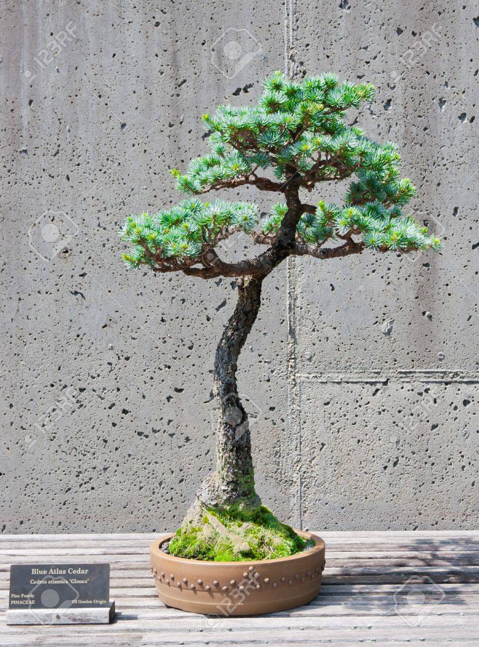 ノースカロライナ植物園でディスプレイ上の青いアトラス ヒマラヤ スギ木の盆栽ミニチュア アッシュビル ノースカロライナ州 の写真素材 画像素材 Image