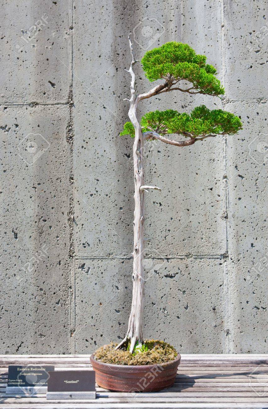 ノースカロライナの植物園で展示されて東の赤いヒマラヤ スギ木の盆栽ミニチュア アッシュビル ノースカロライナ州 の写真素材 画像素材 Image