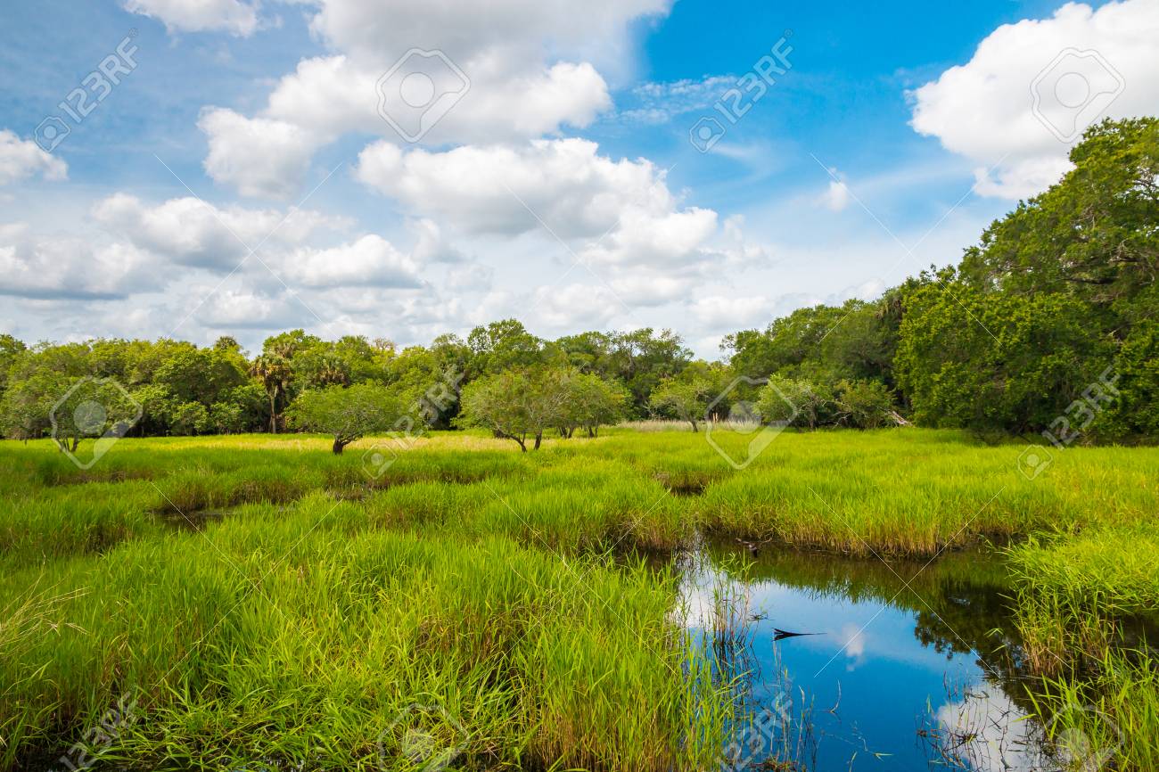 Florida Wetland Natural Landscape Stock Photo Picture And Royalty Free Image Image 69565095