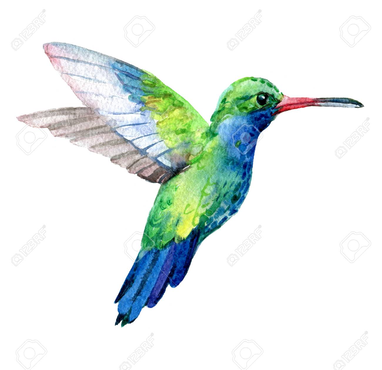 Humming Bird, Exotic Birds Isolated On White Background, Watercolor.. Stock  Photo, Picture And Royalty Free Image. Image 94910437.