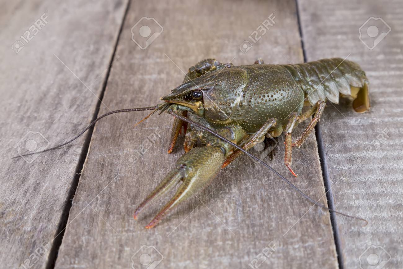 Ein Lebendiger Gruner Krebs Auf Einer Holzoberflache Lizenzfreie Fotos Bilder Und Stock Fotografie Image