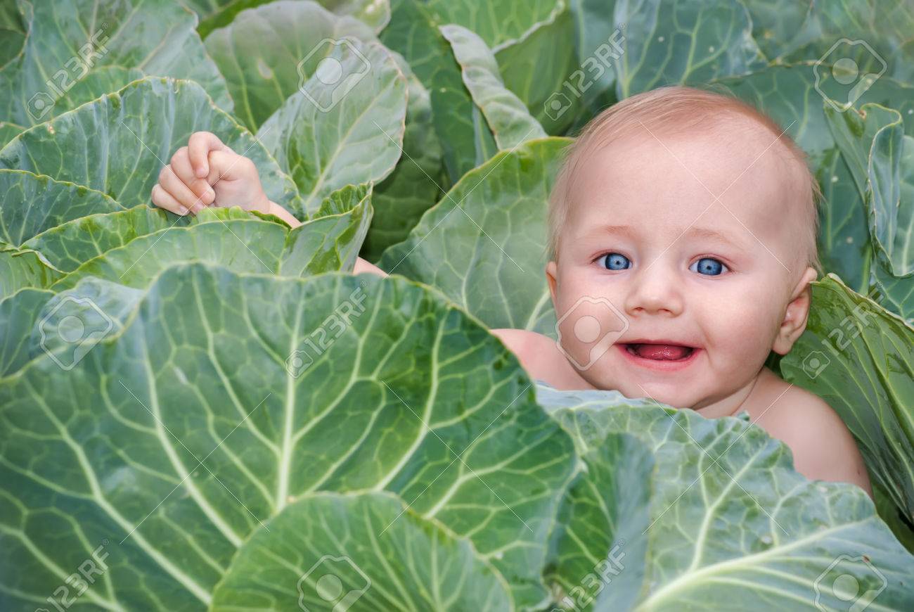 Bonne Beau Bebe Dans Des Feuilles De Chou Vert L Histoire Traditionnelle Pour Les Enfants Sur L Endroit Ou Les Nouveau Nes Viennent Banque D Images Et Photos Libres De Droits Image