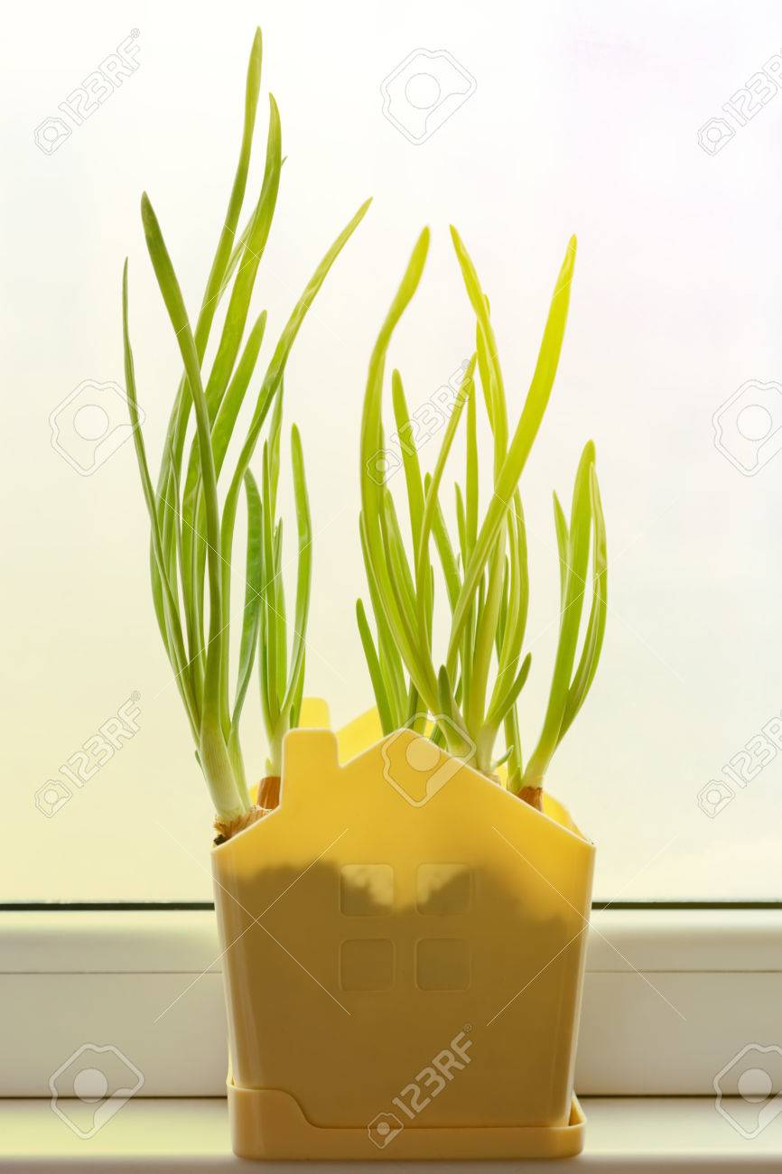 朝の日差しの窓辺でポットに成長青ネギ 春 家庭園芸 の写真素材 画像素材 Image