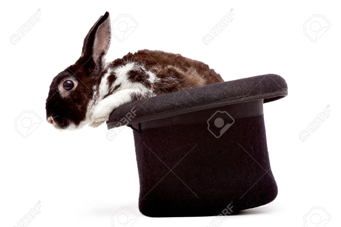 cute dappled rabbit sitting