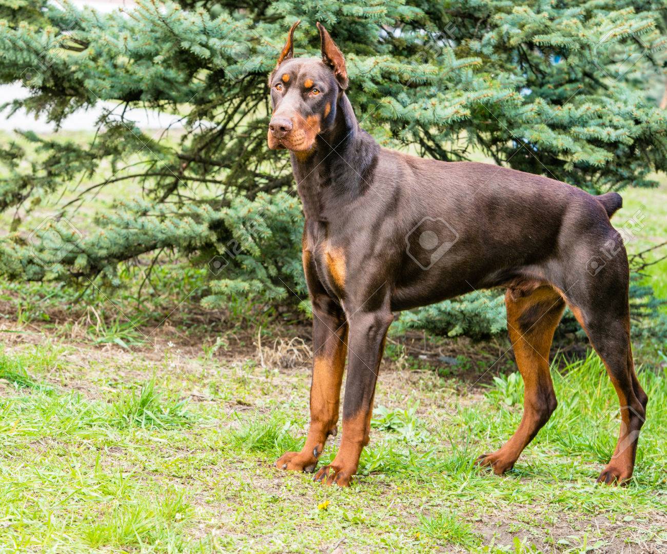 doberman hunting