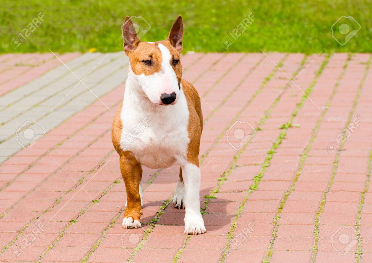 homeward bound golden retriever