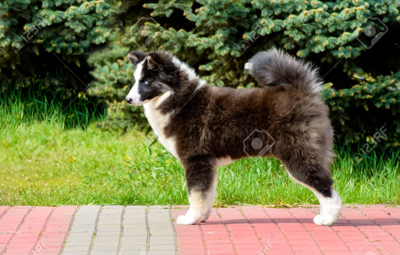 Japanese Laika: features of the breed Japanese Laika: features of the breed