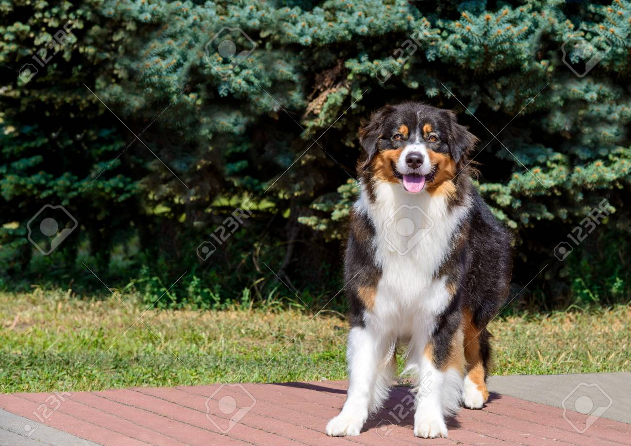 tricolor border collie