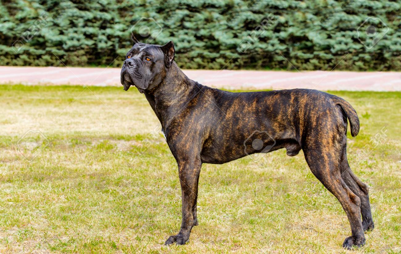 merle cane corso
