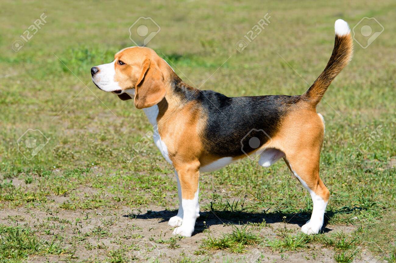 tricolor beagle